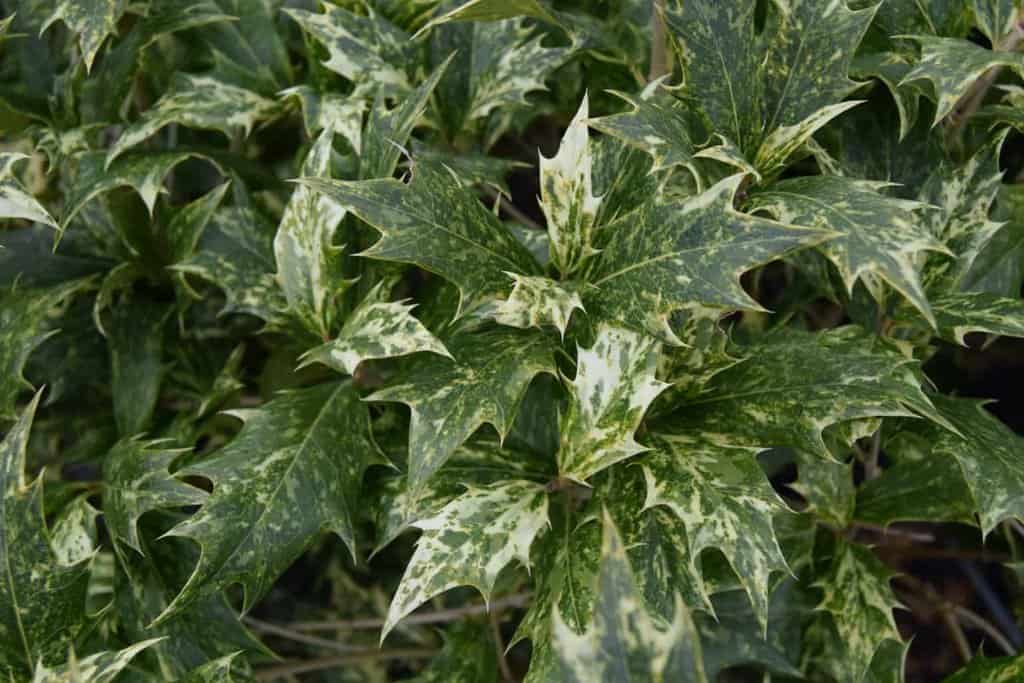 Osmanthus heterophyllus 'Goshiki' 40-60 cm